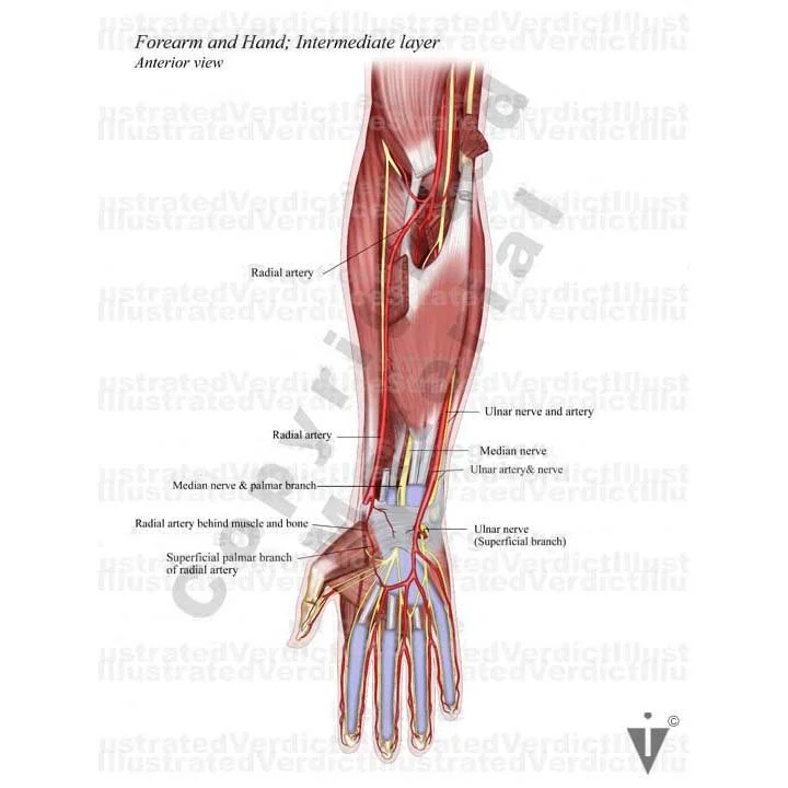 Arm Normal Value Stock Arm: Normal Anatomy — Illustrated Verdict