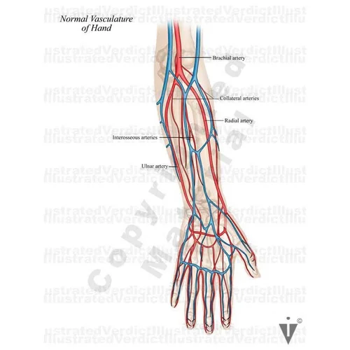 Arm Normal Value Stock Arm: Normal Anatomy — Illustrated Verdict