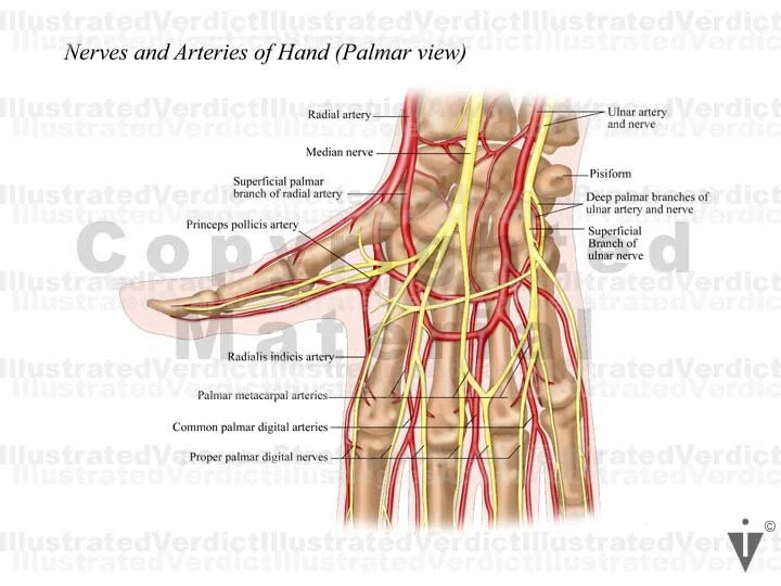 Arm Normal Value Stock Arm: Normal Anatomy — Illustrated Verdict