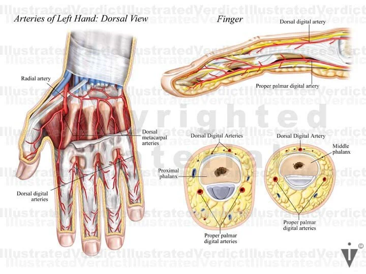Arm Normal Value Stock Arm: Normal Anatomy — Illustrated Verdict