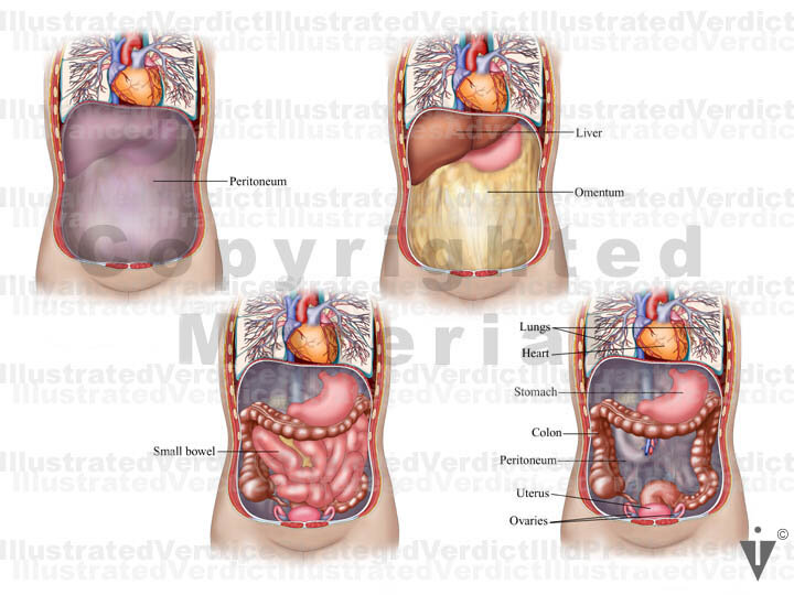 Normal Intestinal Images Stock Bowel: Normal Anatomy — Illustrated Verdict