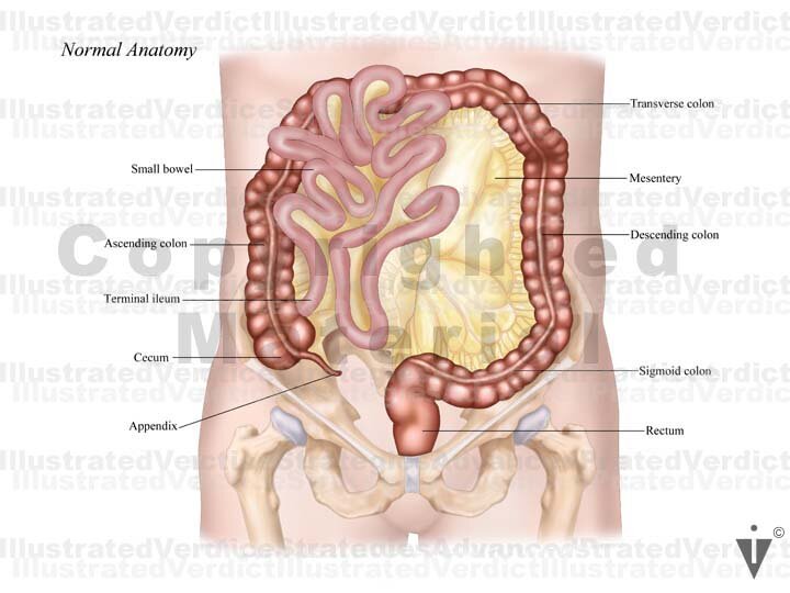 Normal Intestinal Images Stock Bowel: Normal Anatomy — Illustrated Verdict