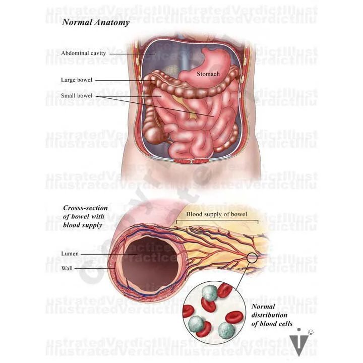 Normal Intestinal Images Stock Bowel: Normal Anatomy — Illustrated Verdict