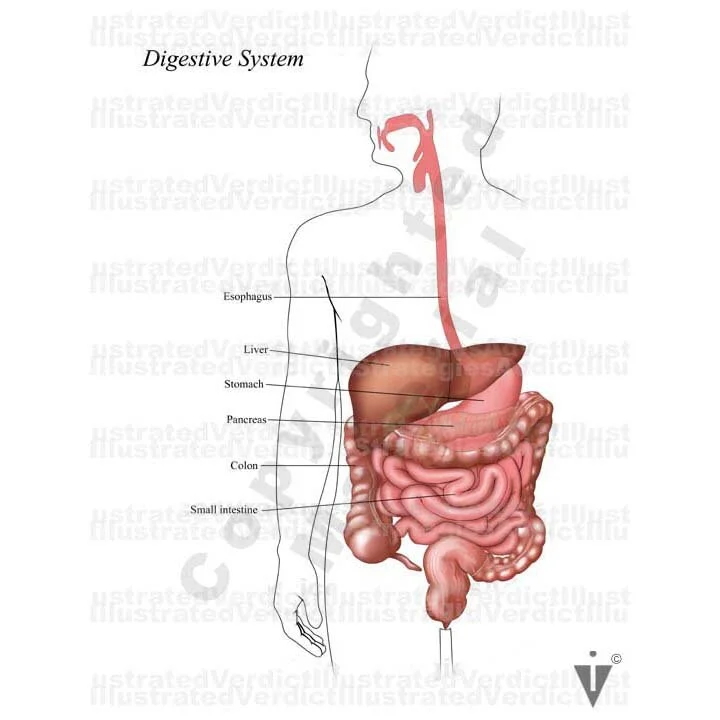 Stock Colon: Normal Anatomy — Illustrated Verdict