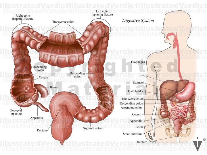Nice Normal Colon Stock Colon: Normal Anatomy — Illustrated Verdict