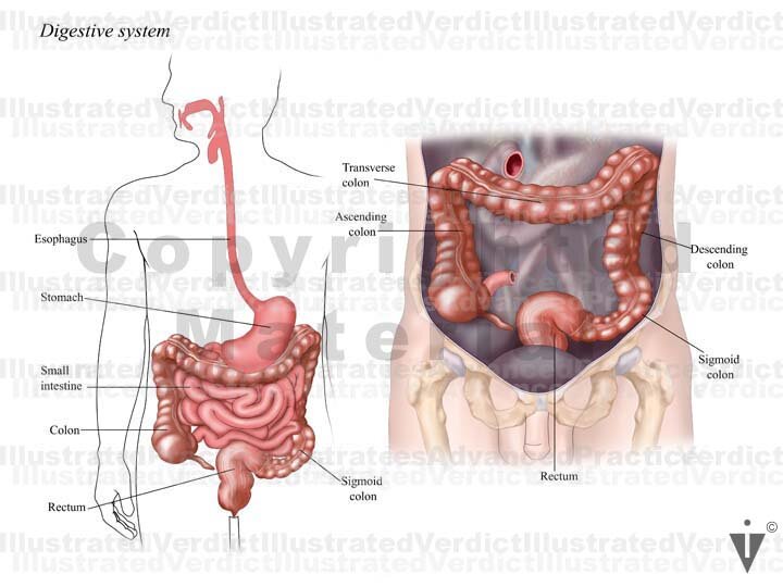 Nice Normal Colon Stock Colon: Normal Anatomy — Illustrated Verdict