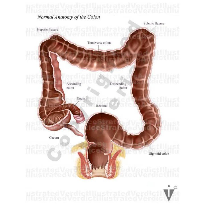 Nice Normal Colon Stock Colon: Normal Anatomy — Illustrated Verdict