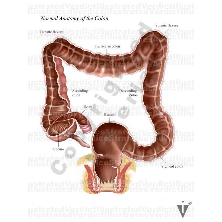 Normal Colon Vector Stock Colon: Normal Anatomy — Illustrated Verdict