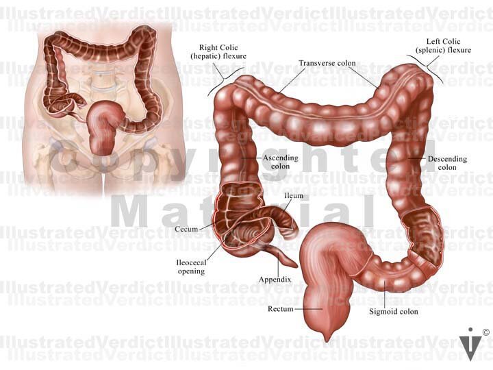 Nice Normal Colon Stock Colon: Normal Anatomy — Illustrated Verdict