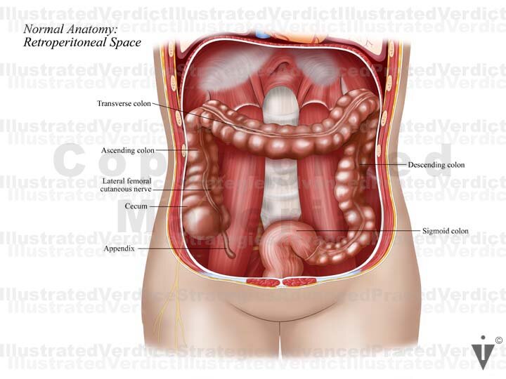 Stock Colon: Normal Anatomy — Illustrated Verdict