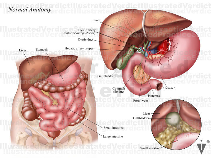 Normal Gallbladder Real Stock Gallbladder: Normal Anatomy — Illustrated Verdict
