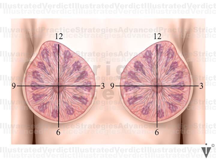 Breast Anatomy - S&A Medical Graphics