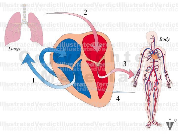 Stock Heart: Normal Anatomy — Illustrated Verdict