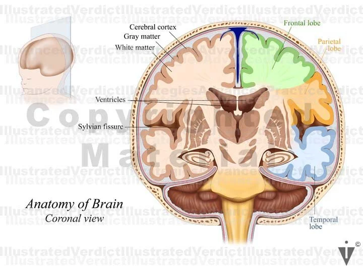 Stock Baby: Brain Normal Anatomy — Illustrated Verdict