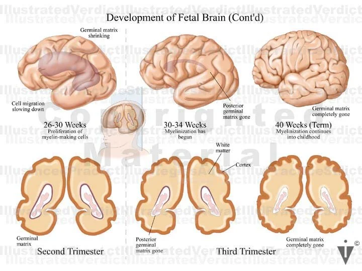 Stock Baby: Brain Normal Anatomy — Illustrated Verdict
