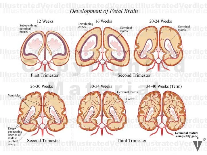 Stock Baby: Brain Vascular Anatomy — Illustrated Verdict