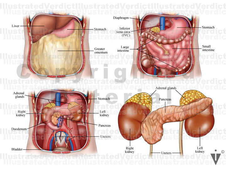 Stock Pancreas Normal Anatomy Illustrated Verdict