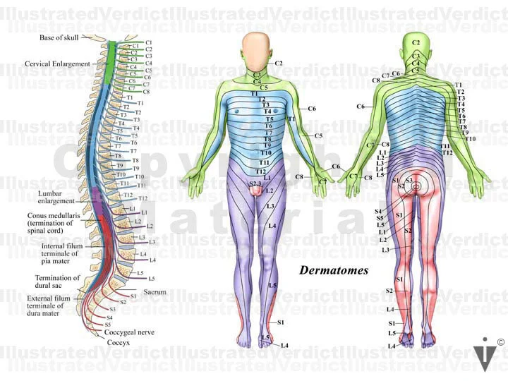 Dermatomes Of The Lumbar Nerves PUQRD