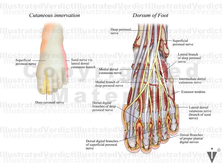 Stock Lower Limb: Innervation — Illustrated Verdict