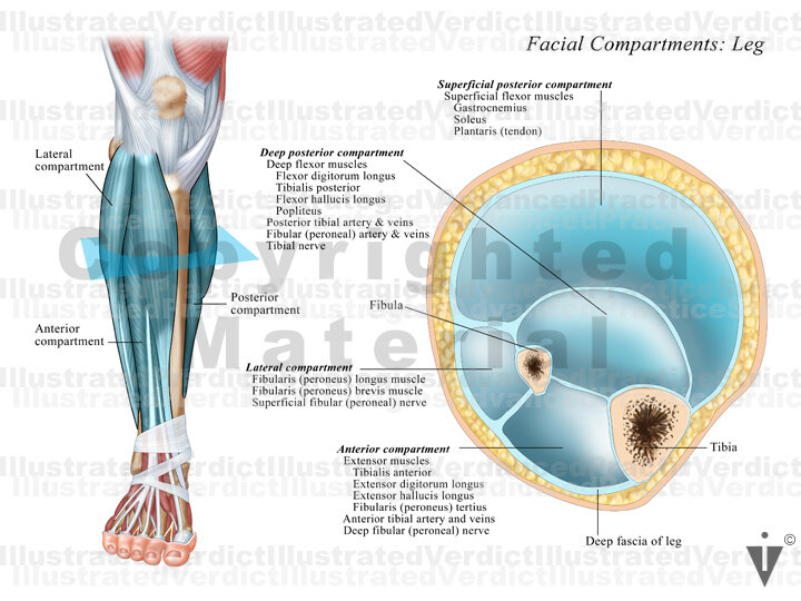 compartments of leg radiology compartments of leg radiology
