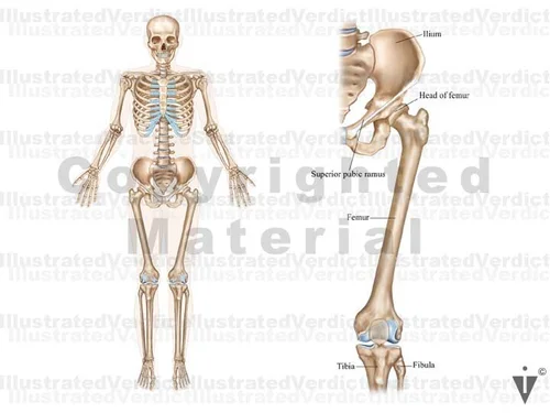 Normal Knee Development Stock Knee: Normal Anatomy — Illustrated Verdict