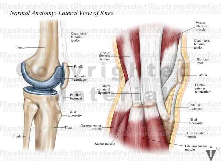 Normal Knee Development Stock Knee: Normal Anatomy — Illustrated Verdict