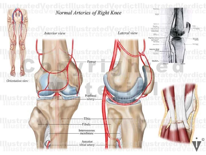 Normal Knee Development Stock Knee: Normal Anatomy — Illustrated Verdict