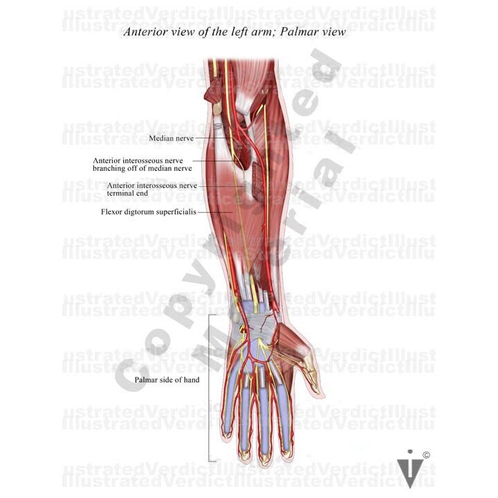 BOARD 18 1. Anterior left arm: palmar view