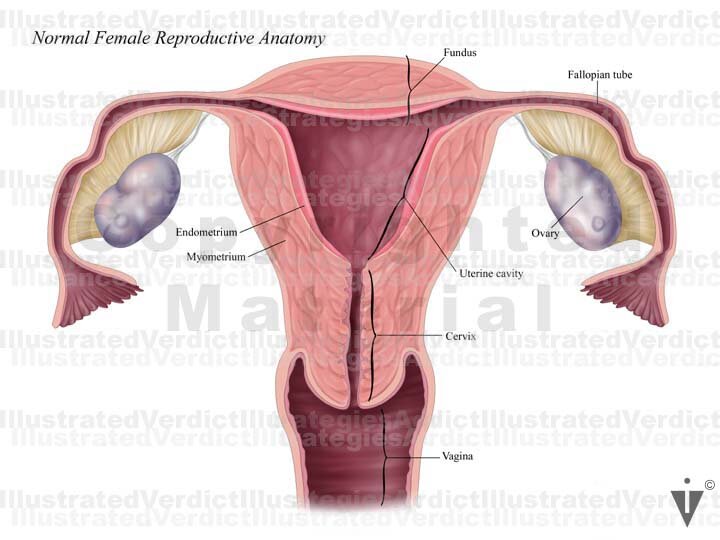 Stock Female Pelvis: Normal Anatomy — Illustrated Verdict