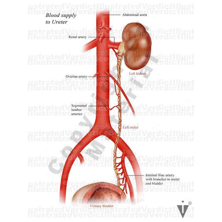 Female Bladder Diagram Female Bladder Diagram