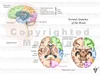Stock Brain: Normal Anatomy — Illustrated Verdict
