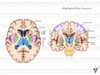 Stock Brain: Normal Anatomy — Illustrated Verdict