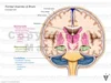 Stock Brain: Normal Anatomy — Illustrated Verdict