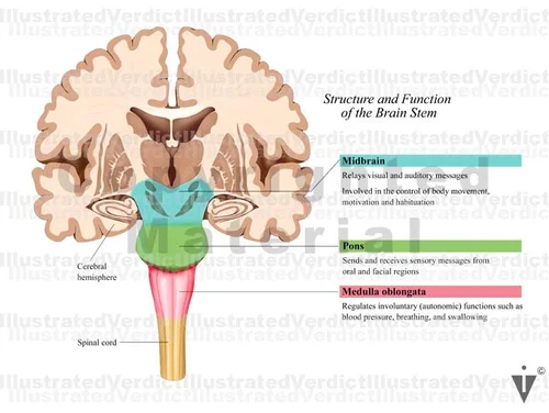 Stock Brain: Normal Anatomy — Illustrated Verdict
