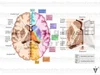Stock Brain: Normal Anatomy — Illustrated Verdict