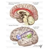 Stock Brain: Normal Anatomy — Illustrated Verdict