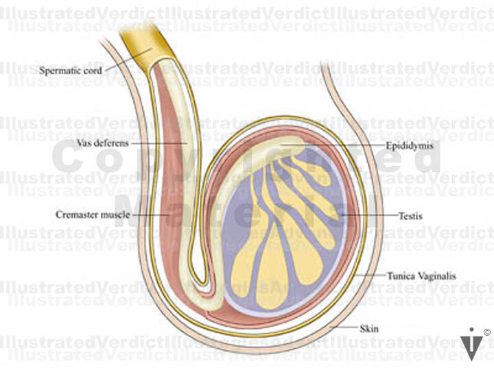 Elastrated Testicles