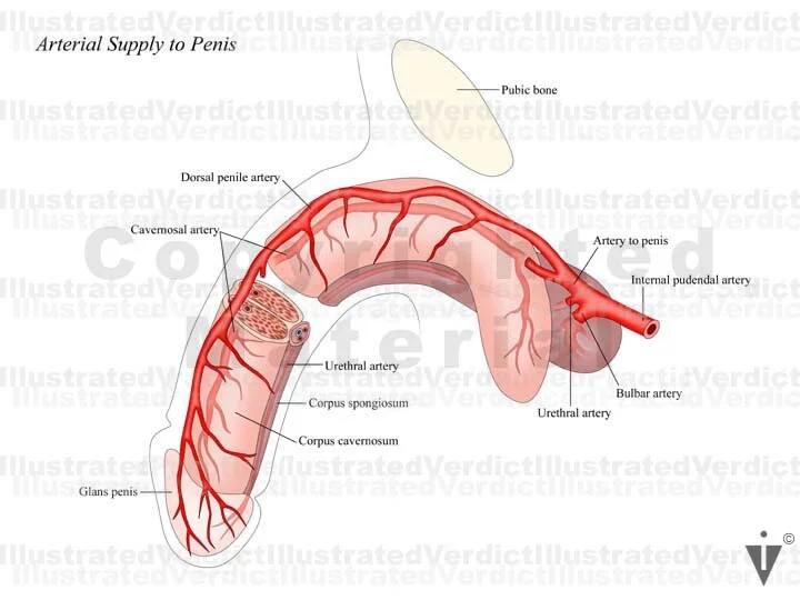 Stock Male: Penis / Normal Anatomy — Illustrated Verdict