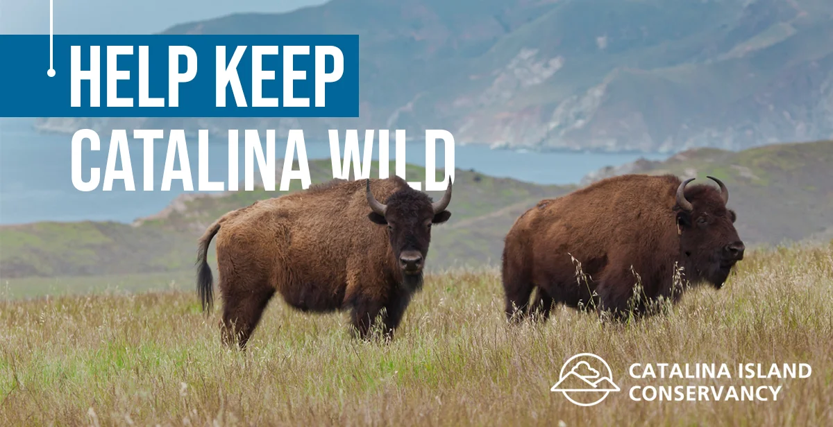 Keep Catalina Wild.jpg