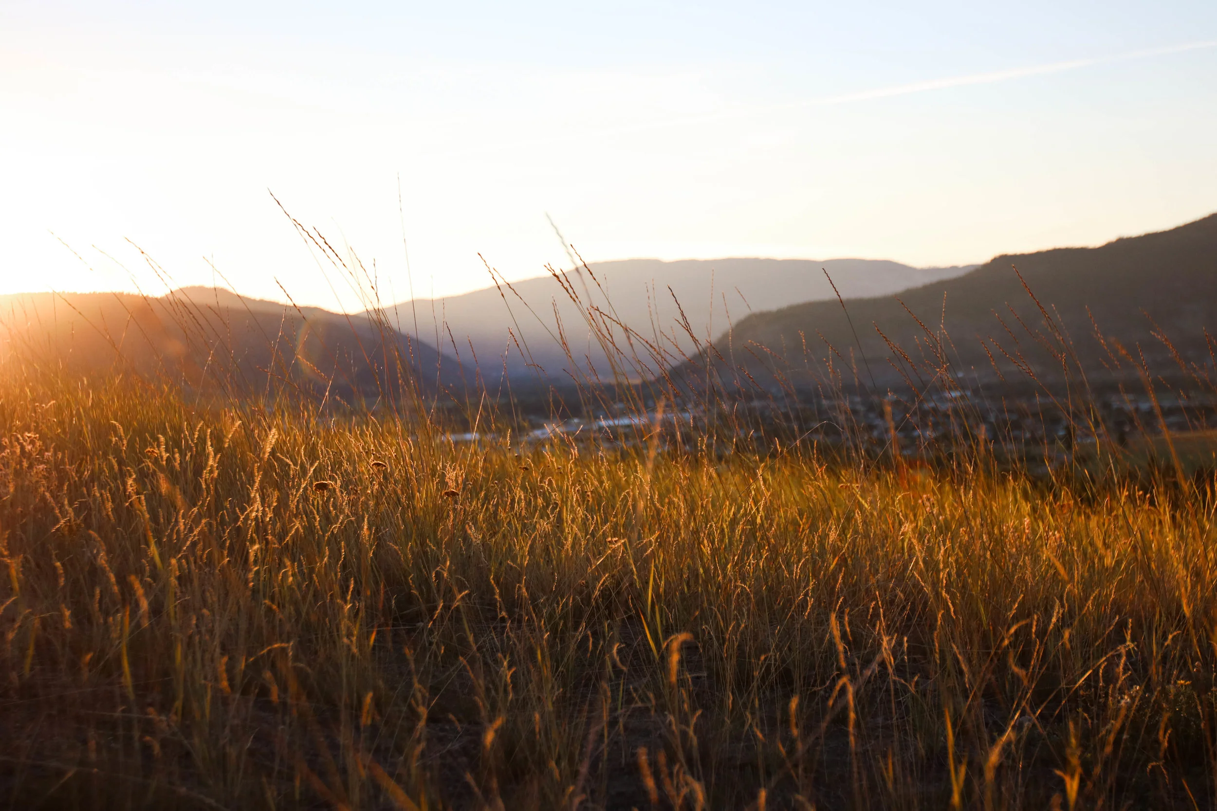 country-field-grass.jpg