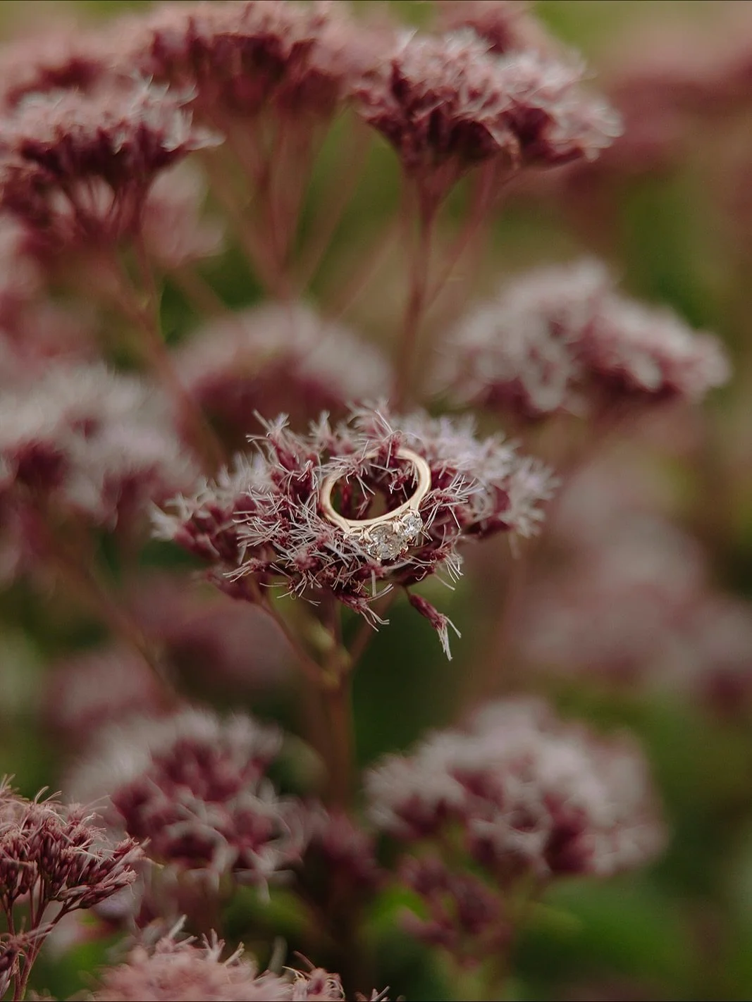 Proposals in Chicago are always a good idea. 🤎

This one just meant more.

My little brother, the sweetest soul I&rsquo;ve ever known, asked the love of his life to marry him and I got to photograph it 🥹

To know Franklin is to love him. I grew up 