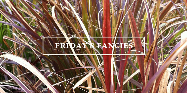 fancies-intro1.jpg