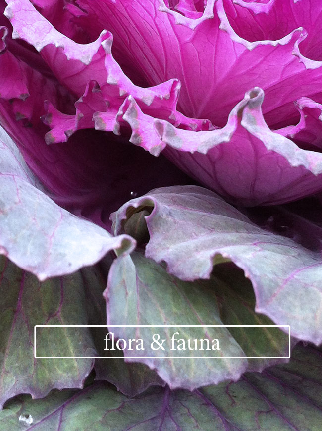 kale-flora-fauna.jpg