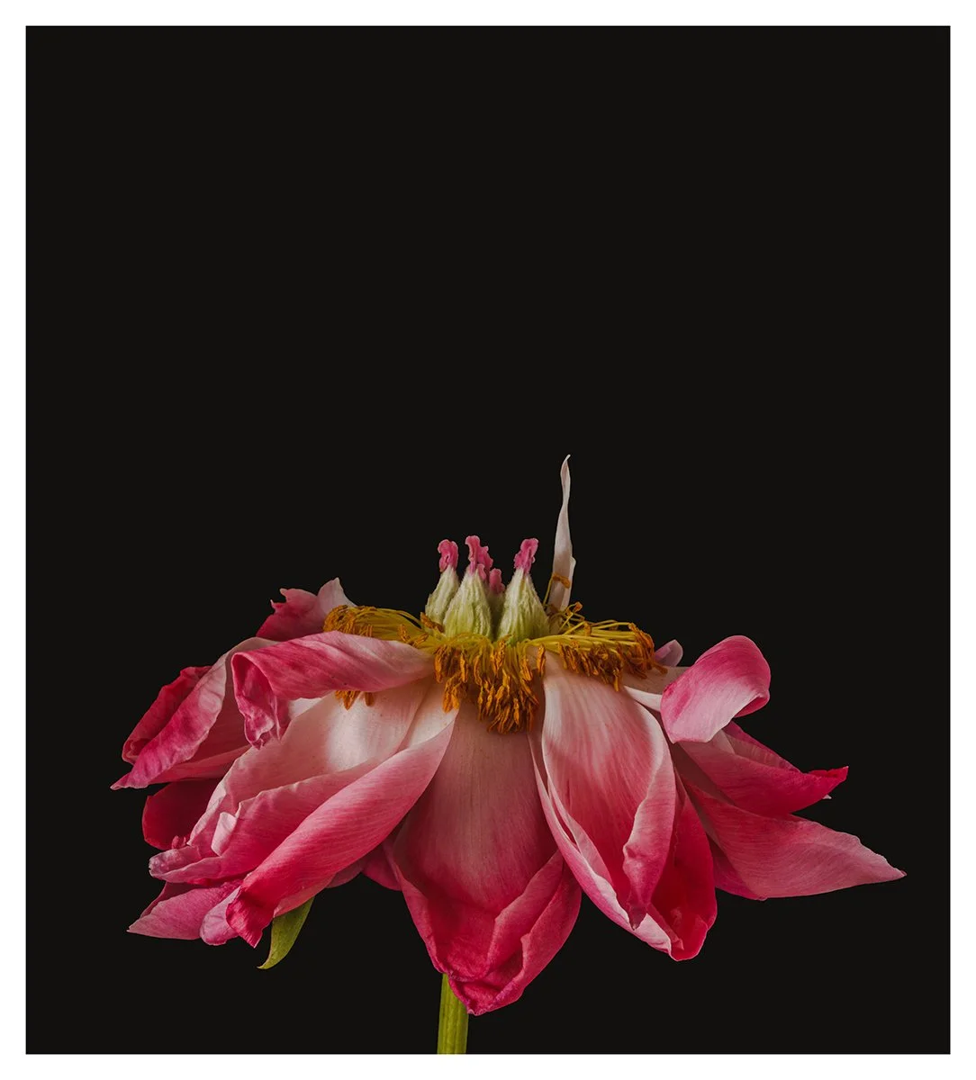 PeonySide(Small).jpg