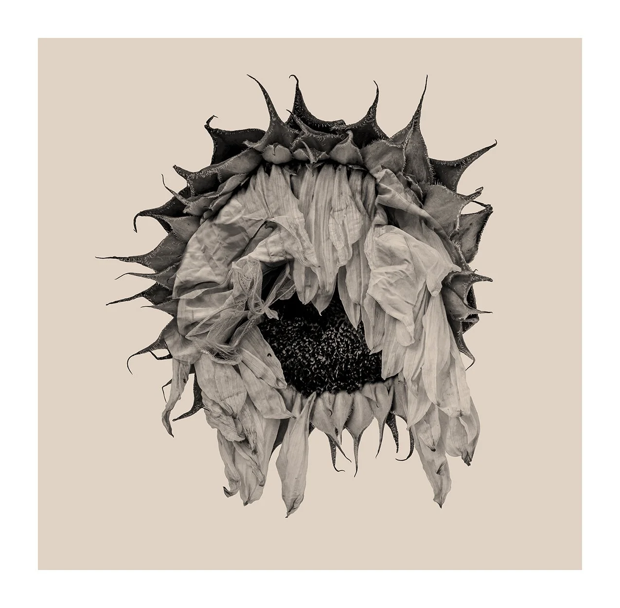 SunflowerVariationSmall.jpg