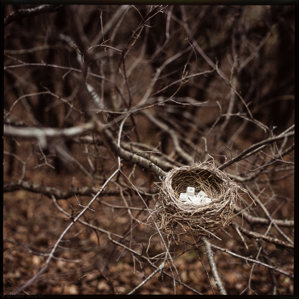 'Full Nest'   (1)
