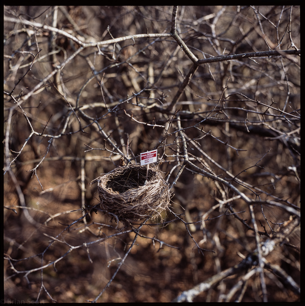 'For Sale'  (nest 2)