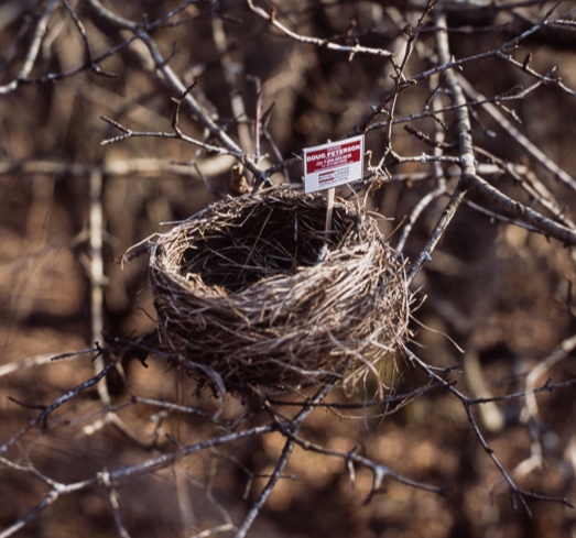 'For Sale' (nest 2)