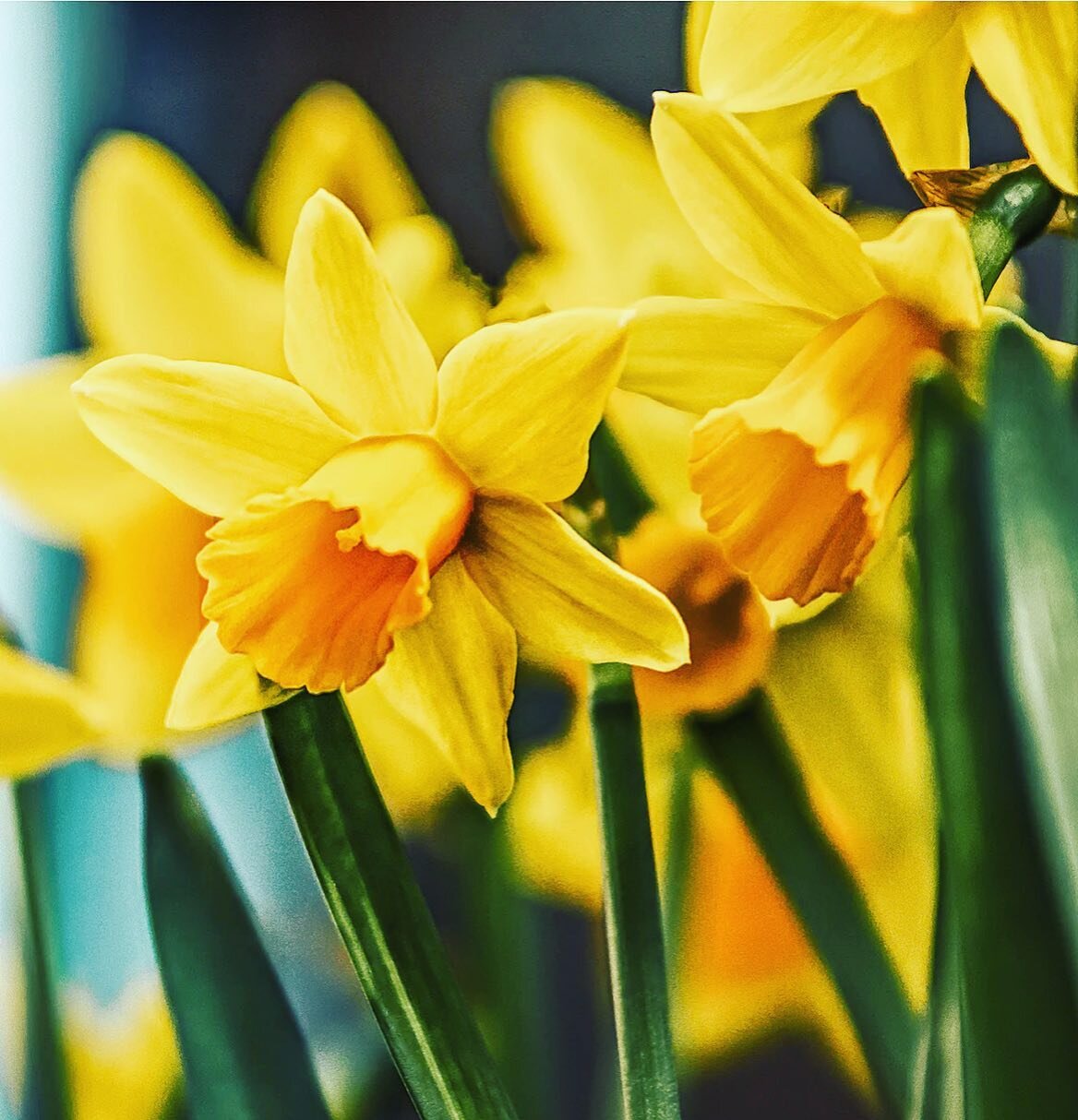 Happy first day of Spring! Welcome into your life all the energies of sunshine, creation, and abundance.

📸 by @K.Mitch Hodge #spring #firstday #tdpr #tellingyourstories