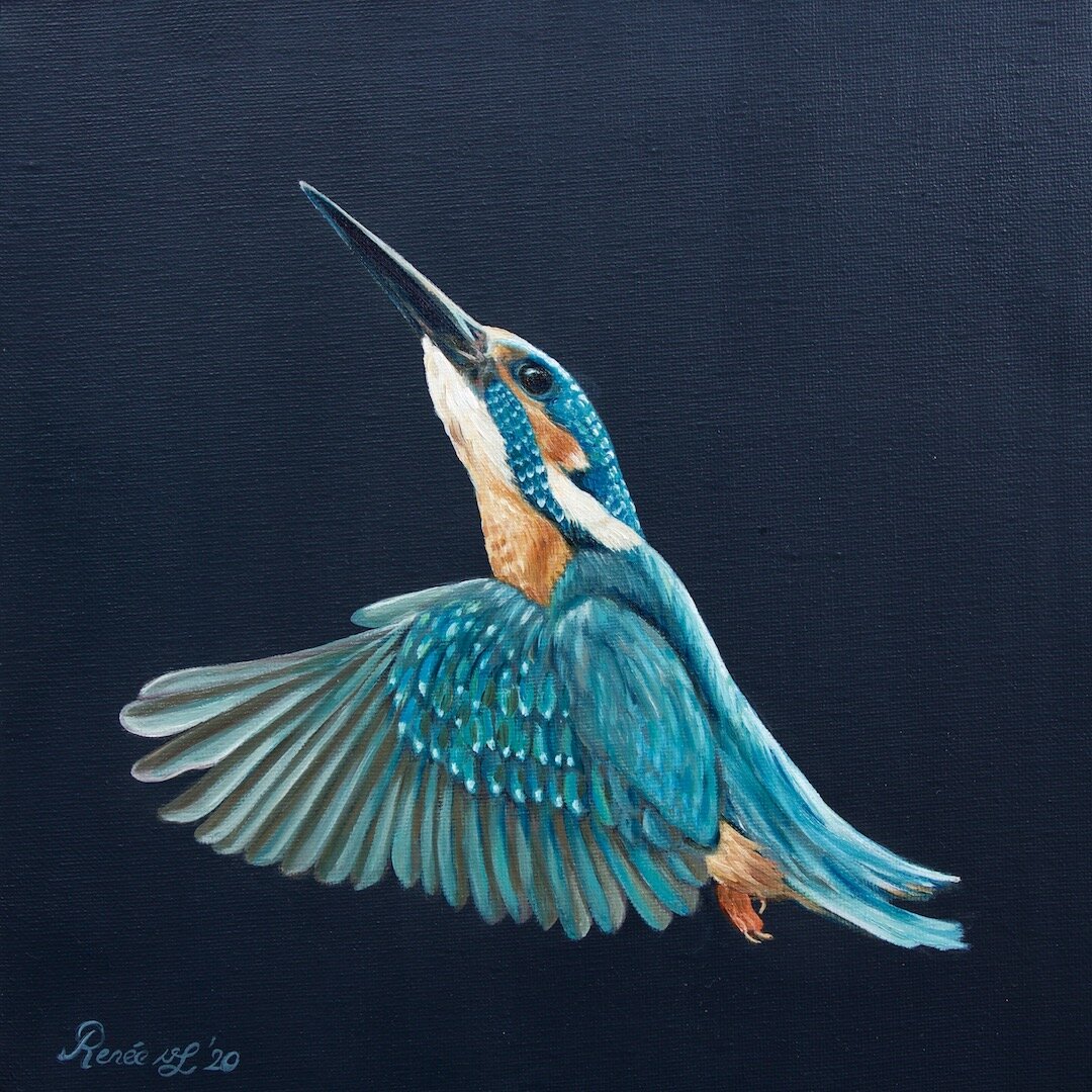 Common Kingfisher